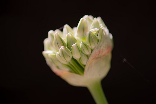 allium