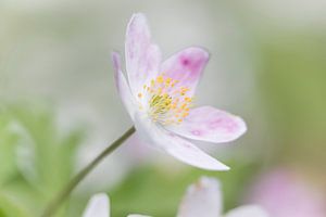 Anemone in the Wood von Jacqueline de Groot