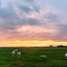Terschelliger schapen met zonsondergang van Larisa Landré