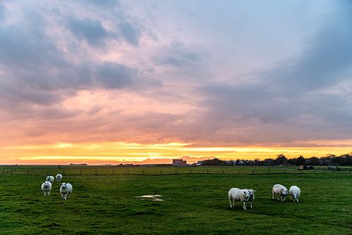 Moutons avec coucher de soleil