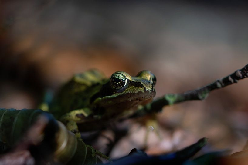 Frog in fire by Jan Roelof Brinksma