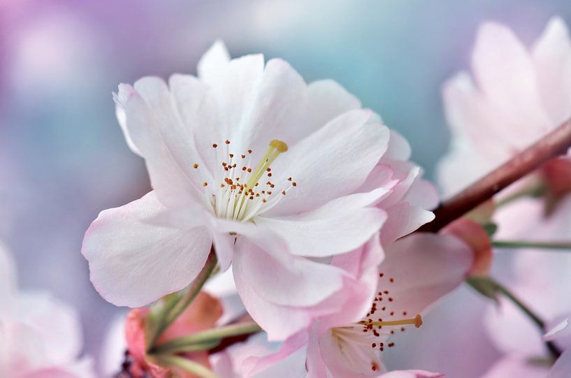 Japanese cherry blossom by Violetta Honkisz