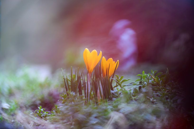flowers part 51 by Tania Perneel