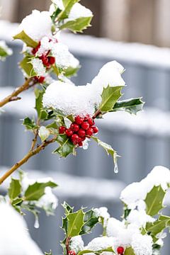 Schnee und Frost auf der Stechpalem ein Wintermärchen