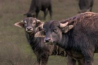 Buffles d'eau à De Biesbosch