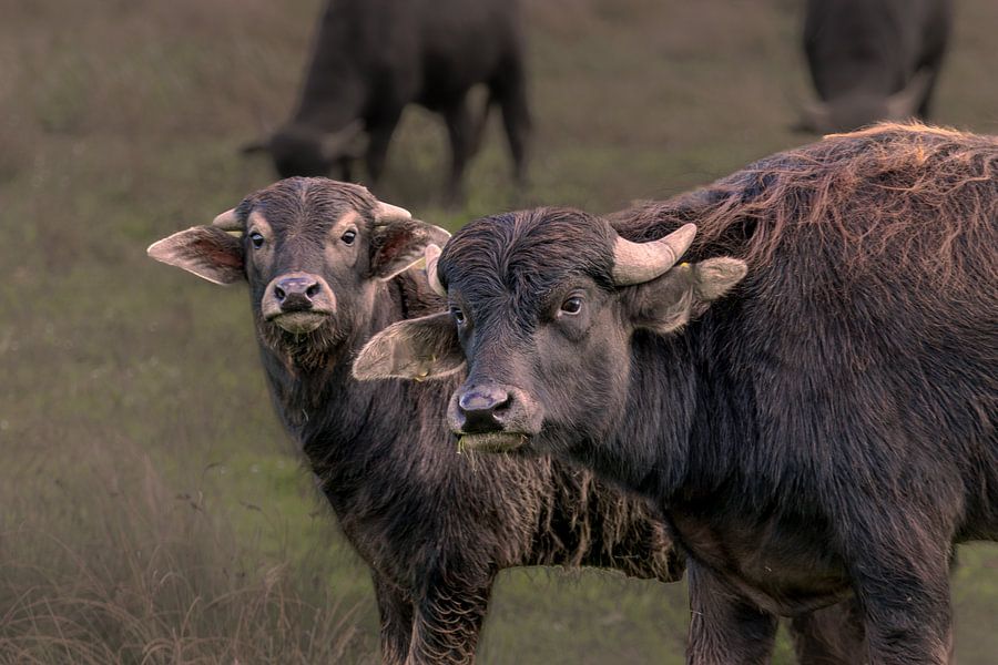 Waterbuffels in de Biesbosch – natuurfoto van buffels in waterlandschap