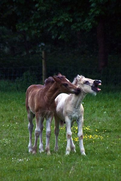 Uitlachende veulens by foto-fantasie foto-fantasie
