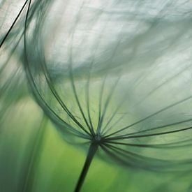 Fluff among the greenery of the Yellow Morning Star. by Ellen Driesse