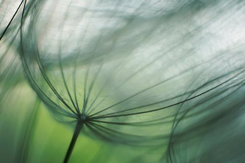 Fluff among the greenery of the Yellow Morning Star.