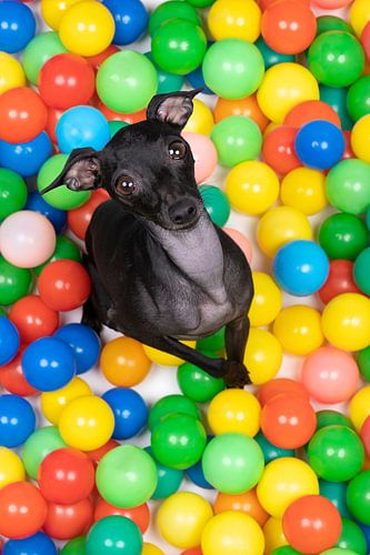 Een zwarte italiaanse windhond zit in een kleurrijke ballenbak en kijkt omhoog