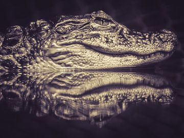Alligator in rust. von Marco Willemsen