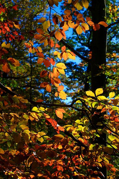 Beuken van Thomas Jäger