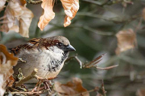 L'habitant caché