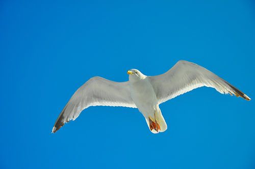 Seagull