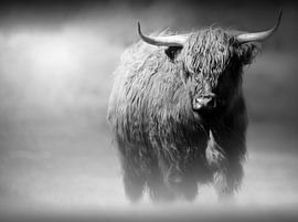 Scottish Highlander by Karel Ton