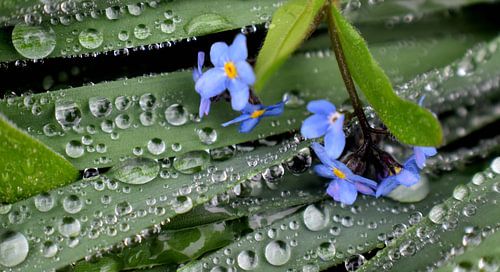 De tuin na een koude regen