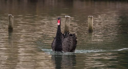 Rouwzwanenportret kijkend in de camera