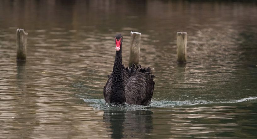 Mourning swan portrait looking into the camera by Wolfgang Unger
