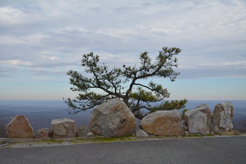 Eenzame boom bij High Point in New Jersey van Minimalistiche reisfotografie by.Rieneke