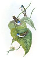 Red-billed Azure-crown, John Gould