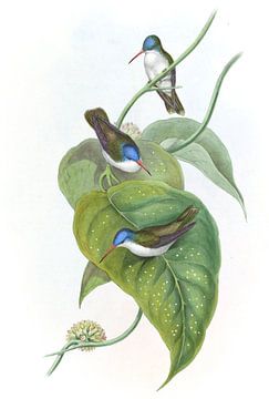 Rood-snure-kroon, John Gould van Hummingbirds