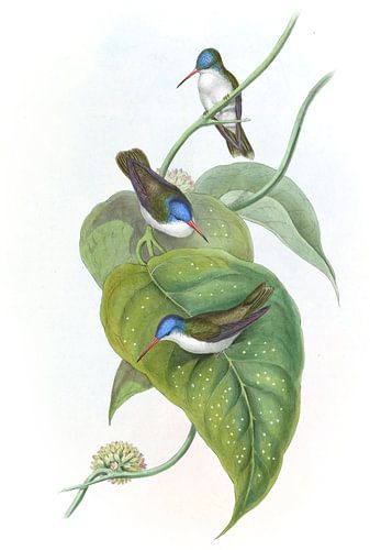 Azure-Krone rotes Schnabel, John Gould