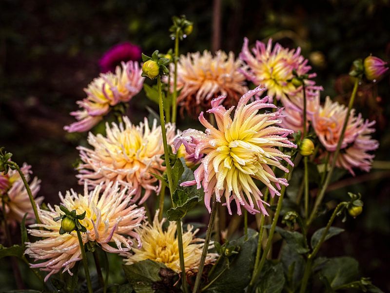 Dahlia by Rob Boon