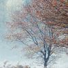 Misty Morning van Bob Vandenberg