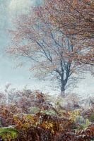 Misty Morning
