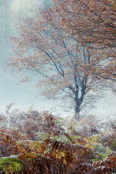 Matin brumeux