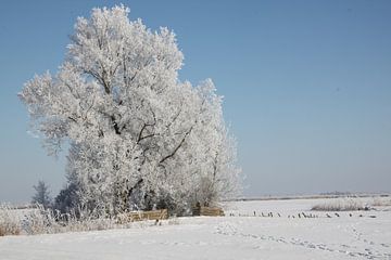 Bomen met rijp