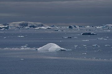 Champ de glace à la dérive