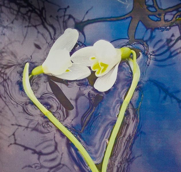 Perce-neige flottant par YVON Bilderbeek