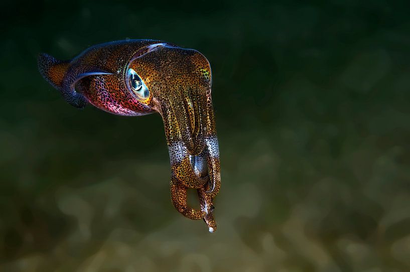 Tintenfisch von Ilan Ben Tov