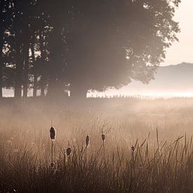 Sun-exposed bulrush at dawn [lying] by Affect Fotografie