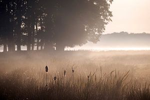 Sonnenbestrahlter Rohrkolben in der Morgendämmerung [liegend]