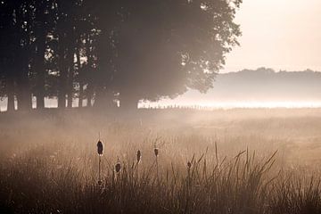 Sun-exposed bulrush at dawn [lying] by Affect Fotografie