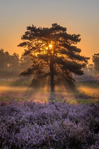 Sunrise at Brunssummer Heide / Heather Landscape
