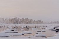 Besneeuwd winterlandschap in Zweeds Lapland