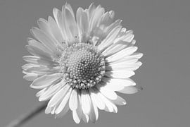 Madeliefje (Daisy Flower B&W) von Sander Maas