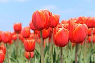 Rode tulpen in bollenveld van Ivonne Wierink thumbnail