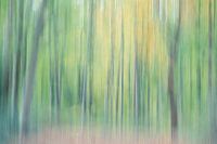 Forest lines