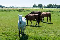 wit en bruine paarden in de wei van ChrisWillemsen thumbnail