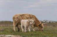 Schotse Hooglander met kalf, blond van Ans Bastiaanssen thumbnail