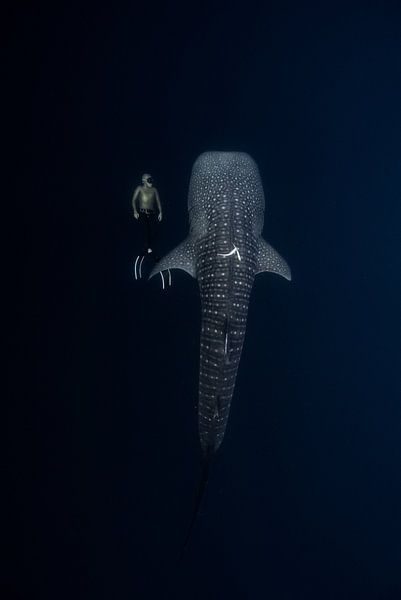 Under the Sea by Hello Pompoyo