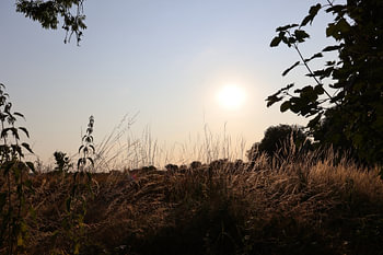 Tiere und Natur