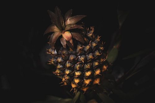 Ananas van Roy van Lawick van Pabst