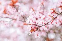 Bloesem in de Lente