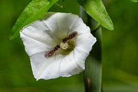 _DSC8792 by Bart Verdijk