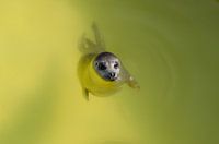 Playful seal